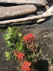 Castilleja miniata dixonii