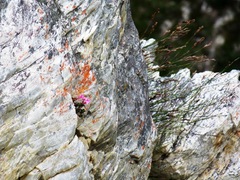 Brachysiphon rupestris