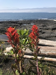 Castilleja miniata dixonii