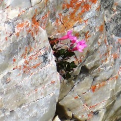 Brachysiphon rupestris