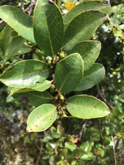 Valeriana clematitis