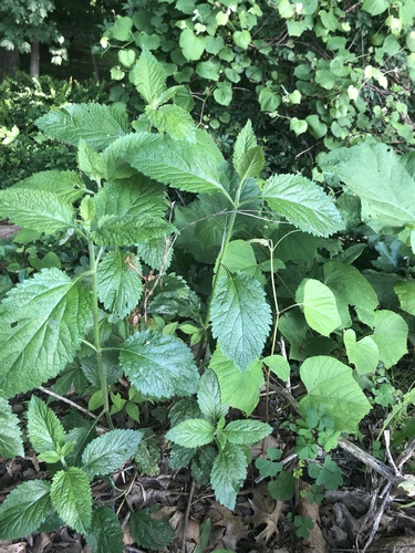 photo of Stinging Nettle (Urtica dioica)