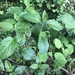 photo of Stinging Nettle (Urtica dioica)