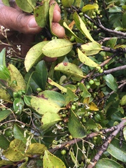 Valeriana clematitis