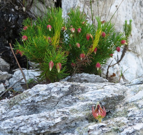 Image of Down Heath (Erica lanuginosa) by (c) linkie, some rights reserved (CC BY)
