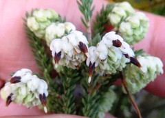 Erica cumuliflora