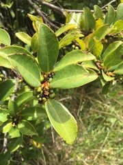 Valeriana clematitis