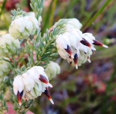 Erica cumuliflora