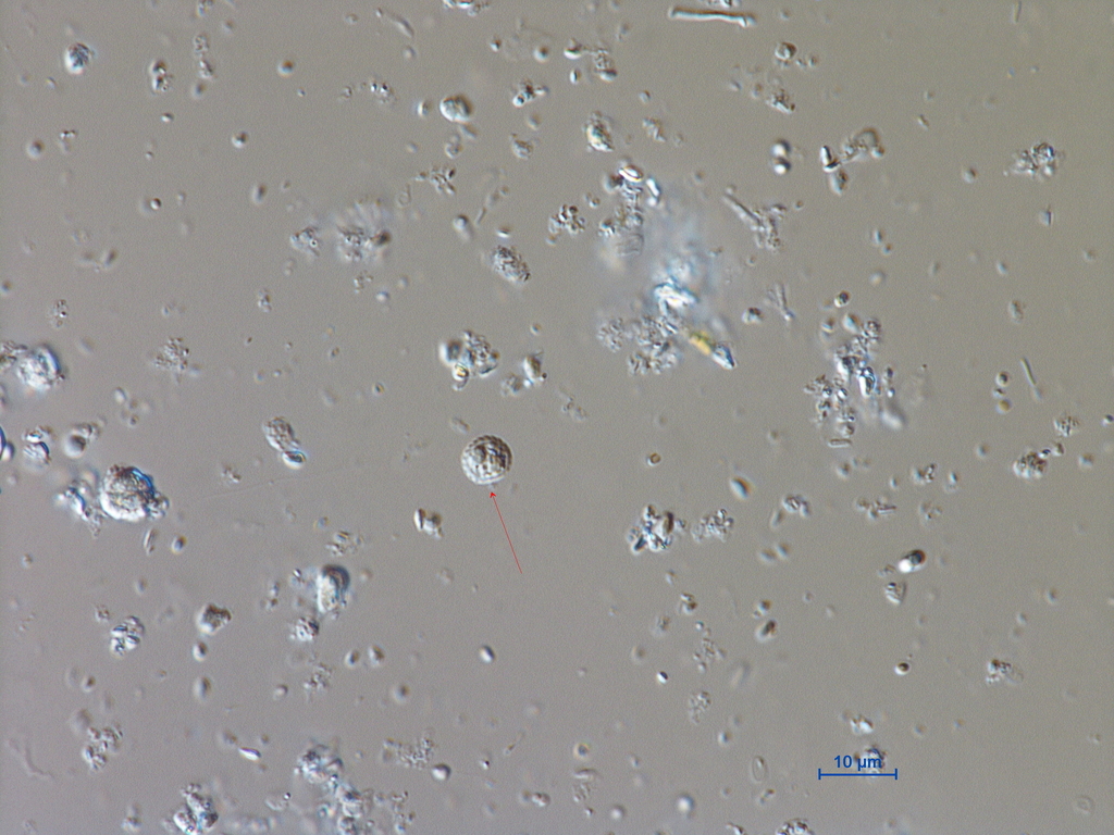 Trachydiscus minutus
