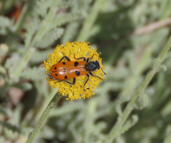 Trichodes octopunctatus