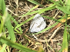 Celastrina lucia