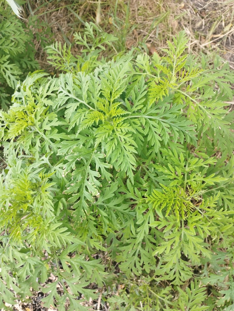 common ragweed from Liverpool L22, UK on July 21, 2024 at 03:29 PM by ...