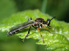 Dioctria