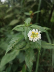 Lantana achyranthifolia