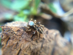 Habronattus