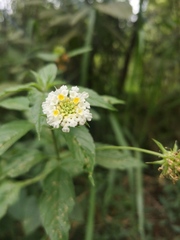 Lantana achyranthifolia