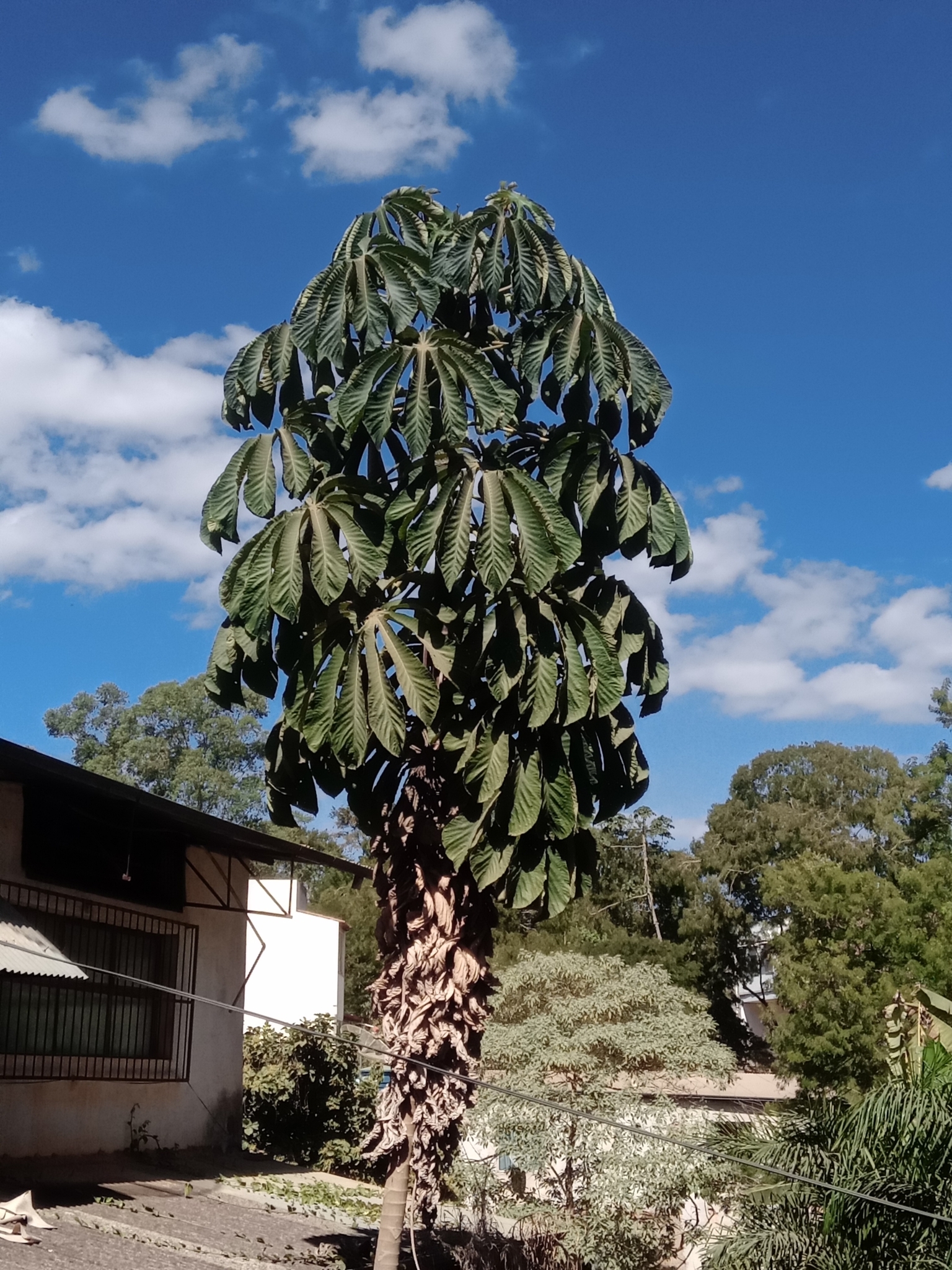 Cecropia glaziovii