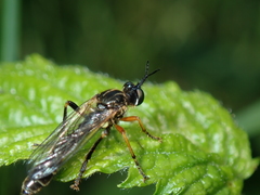 Dioctria