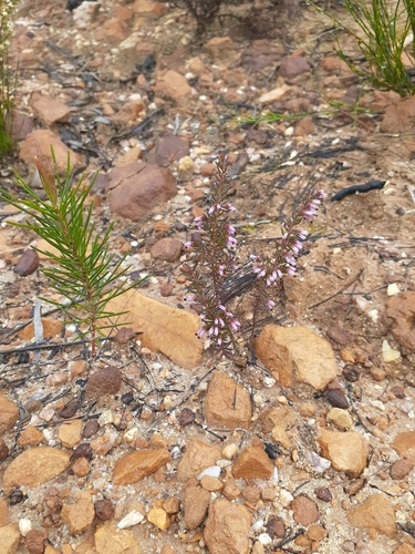 Image of Erica karwyderi by (c) magriet b, some rights reserved (CC BY-SA)