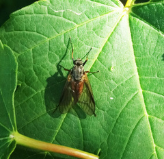 Rhagio notatus