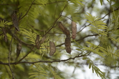 Senegalia polyacantha