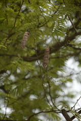 Senegalia polyacantha