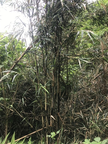 Pleioblastus linearis observed 2024-04-27
