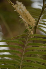 Senegalia polyacantha