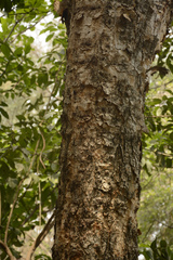 Senegalia polyacantha