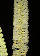Senegalia polyacantha
