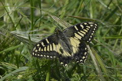 Papilio hospiton