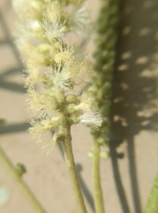 Senegalia polyacantha