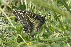 Papilio hospiton