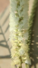 Senegalia polyacantha