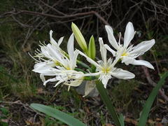 Pancratium illyricum