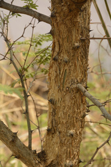 Senegalia polyacantha