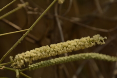 Senegalia polyacantha