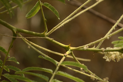 Senegalia polyacantha