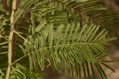 Senegalia polyacantha
