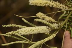 Senegalia polyacantha