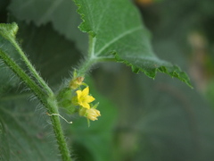 Cucumis maderaspatanus
