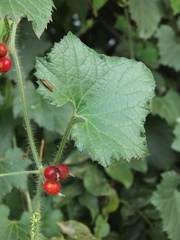 Cucumis maderaspatanus