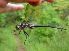 Somatochlora tenebrosa
