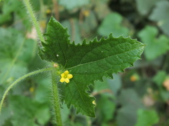 Cucumis maderaspatanus