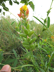 Crotalaria goreensis