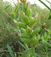 Crotalaria goreensis