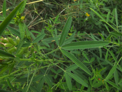 Crotalaria goreensis