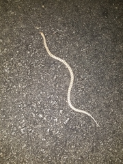 Arizona elegans candida