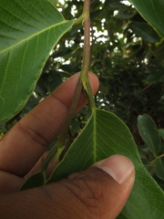 Bridelia retusa