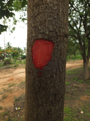 Bridelia retusa